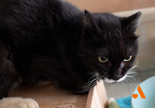 [어서ON] 앞다리가 꺾여버린 하랑이가 입주했습니다. 🏠