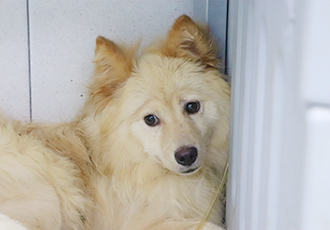 [수원 도살장 구조견] 수원 개도살장 구조견 13마리와 마음으로 가족 되어주기!