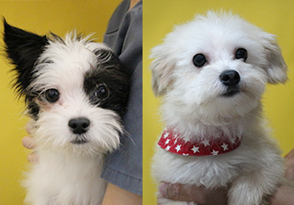 협력병원에 위탁 중인 아산 애니멀호딩 구조견도 가족을 만나고 싶어요!