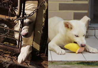 [수원 도살장 구조견] 수원 개도살장 구조견 13마리의 온센터 적응기! Before&After