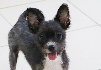 [아산 애니멀호딩 구조견] 마바만 바라봐!