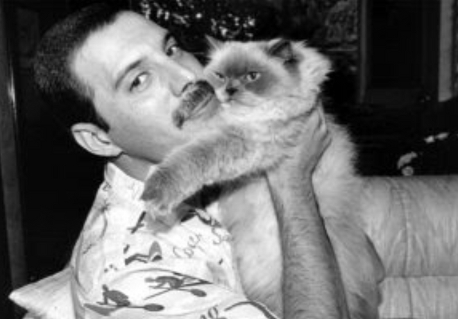 프레디 머큐리 팬분의 후원