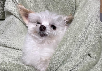 아산구조견 짜니 임시보호 일주일 후기입니다