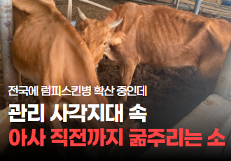 럼피스킨병 확산 중인데, 관리 사각지대 속 아사 직전까지 굶주리는 소
