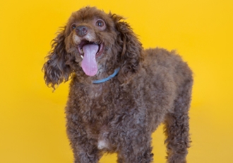 [쪼꼬]입양 3주년, 매일매일 행복해요