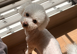 모찌(전이름 아름이)의 일주일 적응기