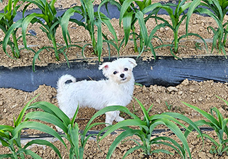 연두 (전 이름 다미) 입양 한달차!!