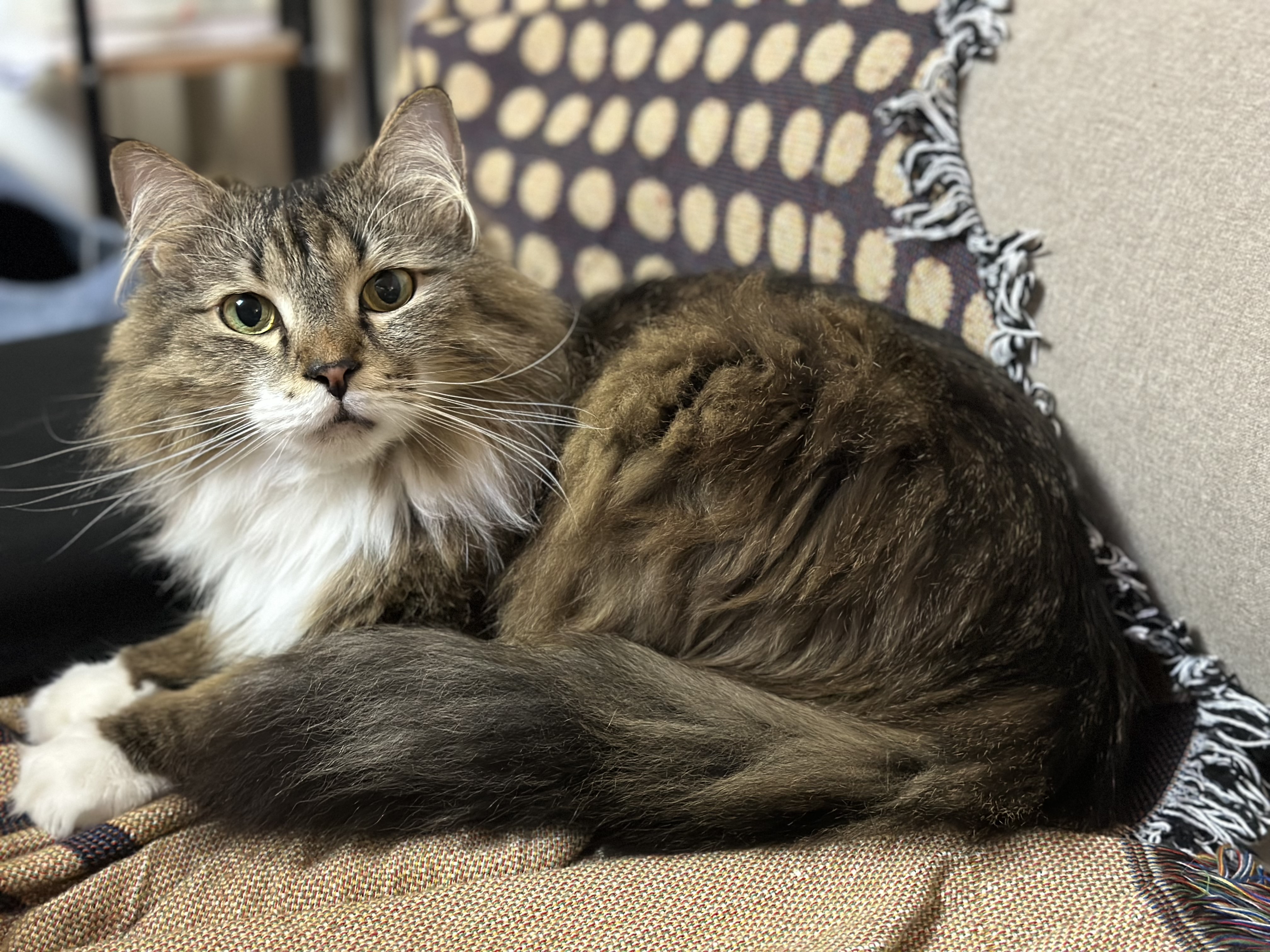 단이 팬클럽의 후원