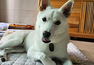 행복이(하온이) 입양 3개월 후기