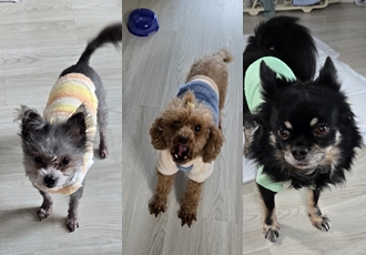 이슬(구, 소피) 입양 2년차 이야기를 전해드립니다.