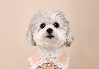 [달록이] 임보,입양 20개월 이야기