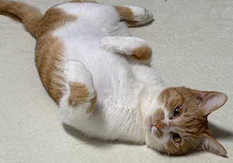 달콩이 잘 지내고 있습니다 😻