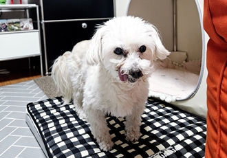 봉봉이와 가족된지 4년이 되었네요^^