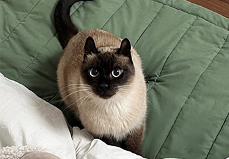 뿌숑(구 샤미)의 입양 후기