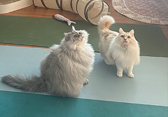 늠름대장 회장이, 날쌘돌이 베비와의 일주일