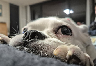 애둥이 입양 만 3년^^