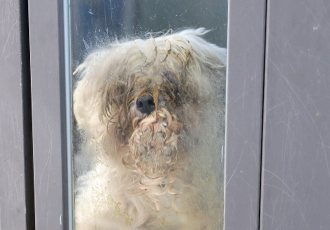 문을 긁다가 지쳐 잠들던 신종펫숍 구조견 메리