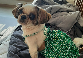 뽀야  건강하게 잘지내고있답니다