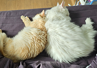 이순이 모이 입양 후 이야기