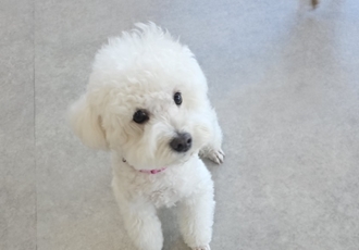 겨울이 (곤지암 하이) 4년 후기