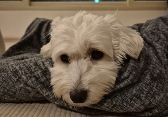 가족이된지90일된바람이네입니다.♡