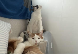 조케타 조미료 축😻입양 1주년 (테리 나봄이) 