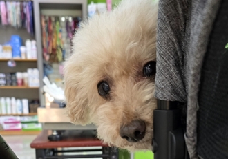 어느덧 치치를 만난지도 4년이 되었습니다.