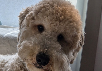 푸돌이(루이) 돌 지났어요~ㅋ