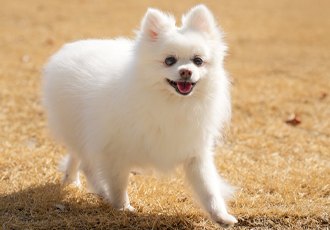 [온캣에 놀러오개] 봄이 왔어요. 잔디마당에서 놀아요!🐾