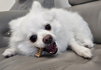 루비 입양후 벌써 일주일~