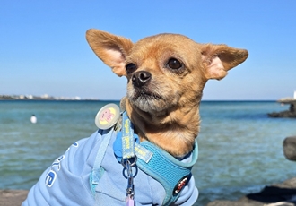 곤지(영천 푸푸 아가 뽀오) 입양 5년됐네요~