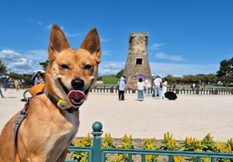 호두(구.오트) 2년 이야기