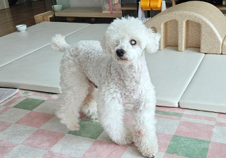 보령 빛돌이(송이)임보9개월차