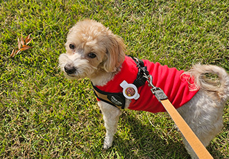 모아(론이) 착하고 귀여운 우리집 순둥이!!