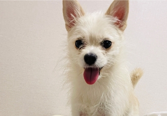 동치미(보령 포요)9개월 임보 마치고 입양했어요!