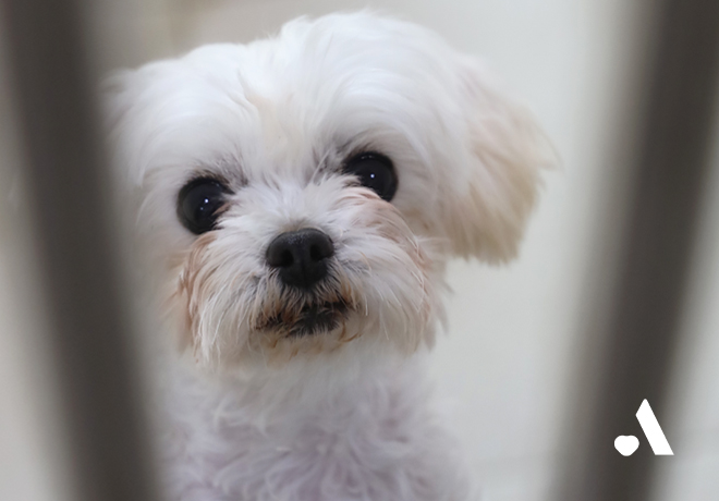 [동물미용학원 구조견] 세니, 히히, 뚜니