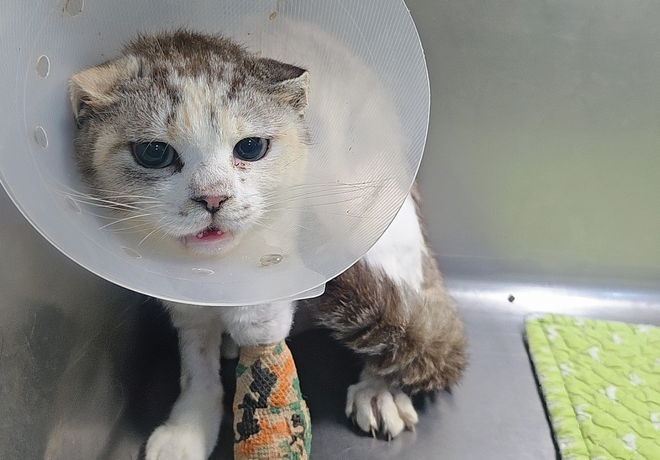 [쓰담쓰담] 다리 하나 잃고도 살아남은 쿠키