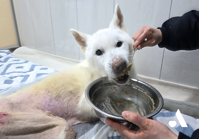 [건강소식] 조금 느려졌지만, 천천히 이어지는 강단이의 하루