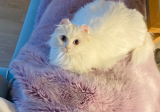 임보끝! 평생보호 시작! 설이공주님 잘 부탁드려요(앙이)