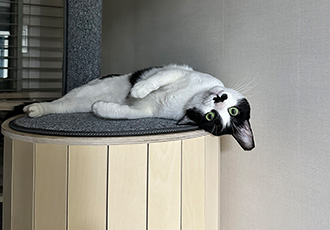 [입양 5일차] 민트