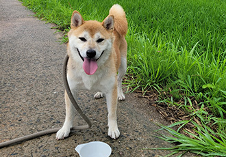 보령 뚱이(뚱땅)와 함께한 1년
