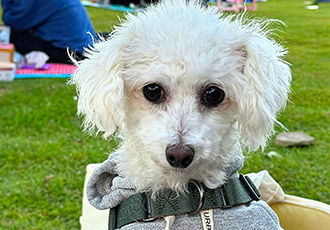 다동이(푸즈)와의 일년