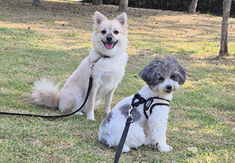 후추(보령번식장-보령이) 온지 1년째! 후기입니다.