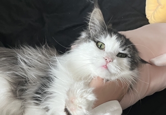 띠아(대봉시) 입양 후기 