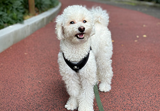 쿠크자견 (곤지암 연지 ) 심쿵