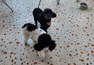 콩이(뽀송이) 입양후 근황