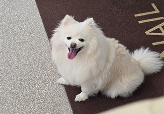 봄이(곤지암꿀밤이)입양4년차후기