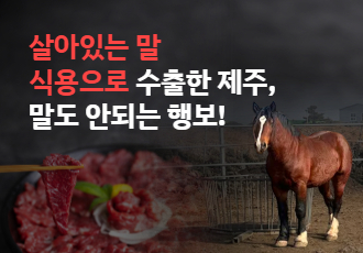 살아있는 말 식용으로 수출한 제주, 말도 안 되는 행보!