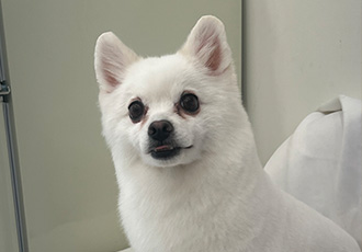 푸우가 벌써 5살이에요~