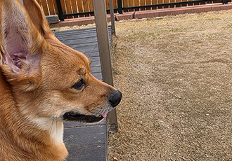 누리(귀리)2년 되어갑니다